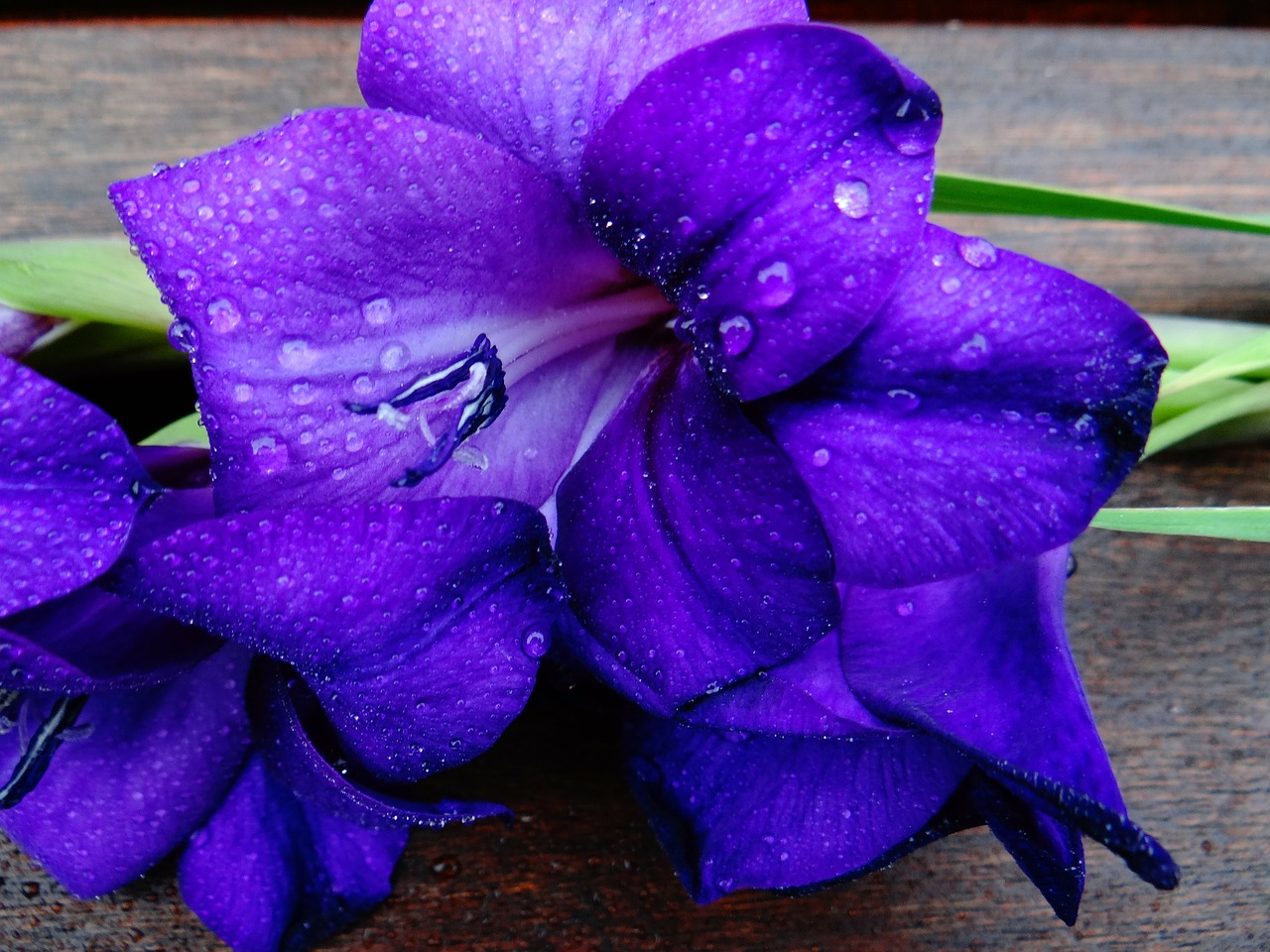gladiolus schwertliliengewaechs violet free photo