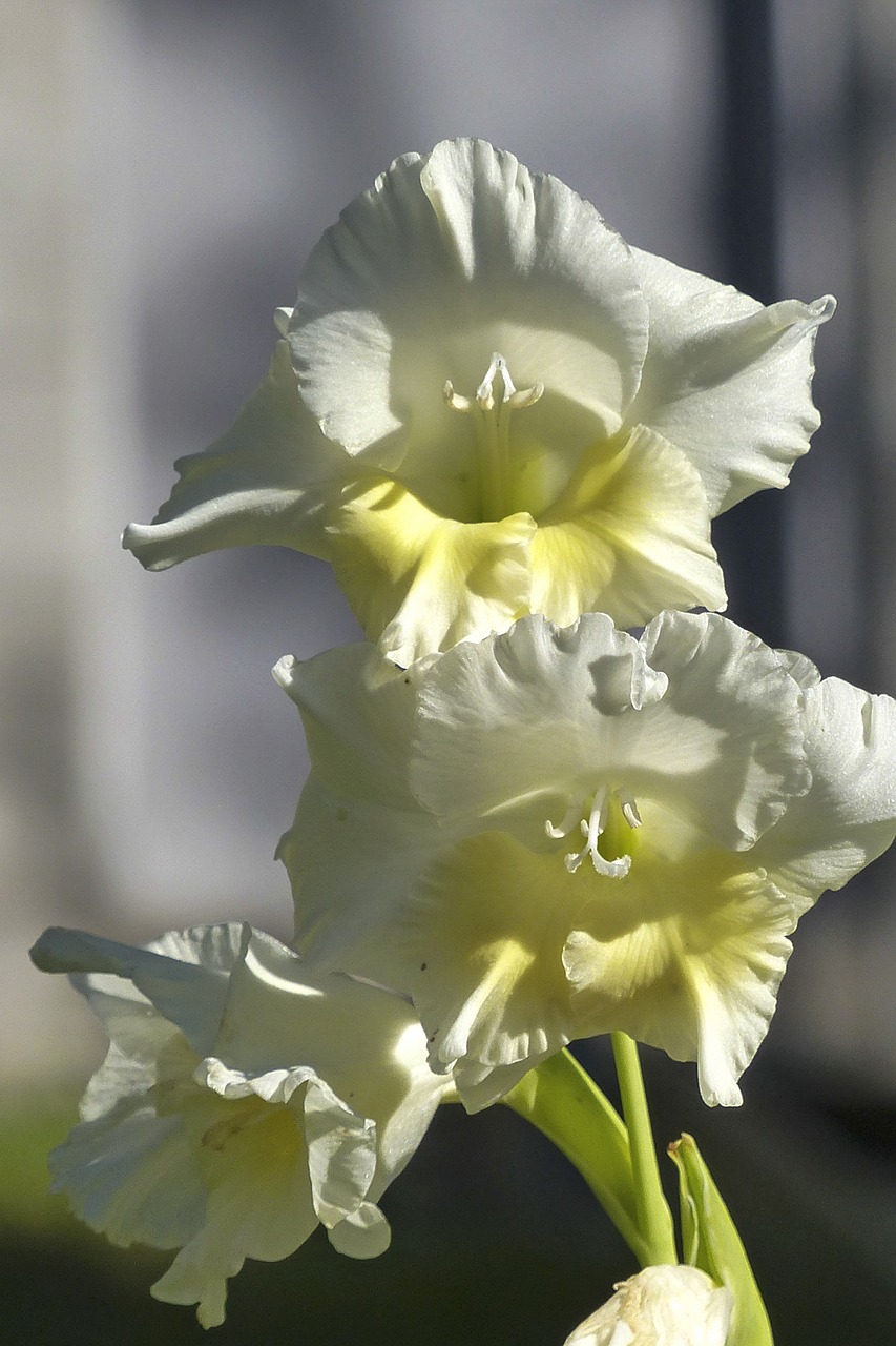 gladiolus sword flower iridaceae free photo