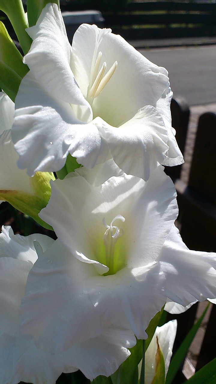 gladiolus flower white free photo