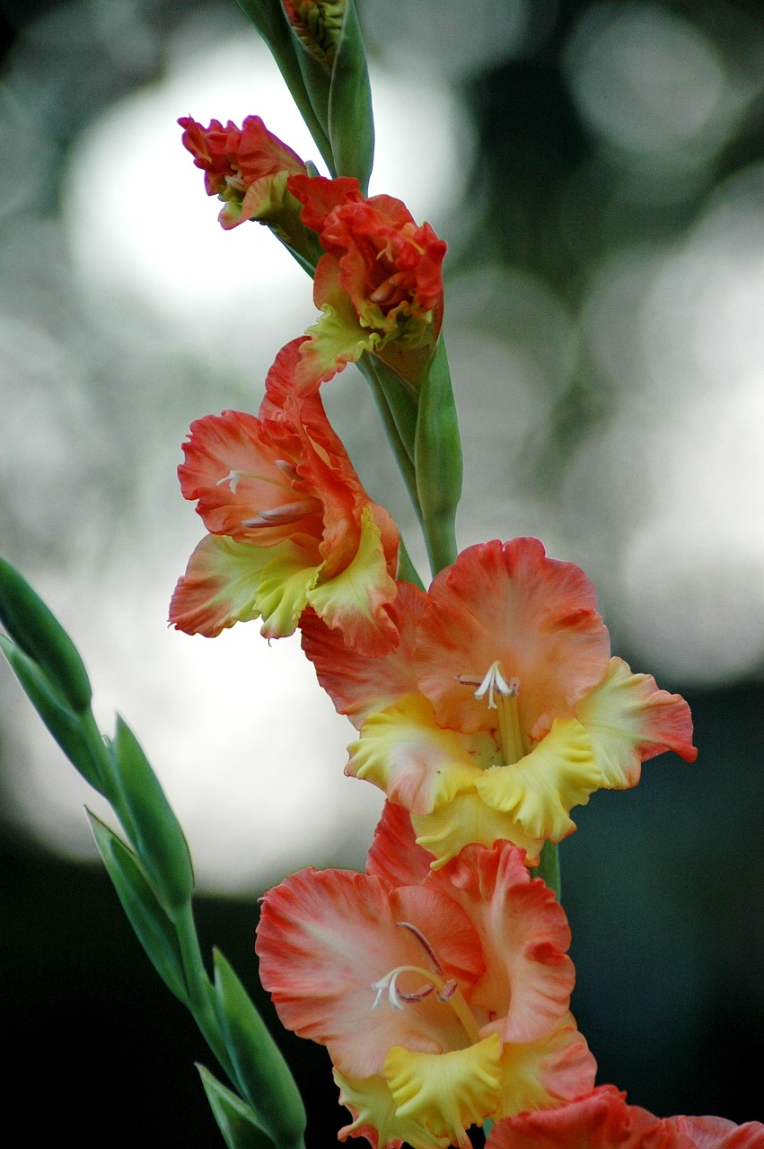 gladiolus flower colors free photo