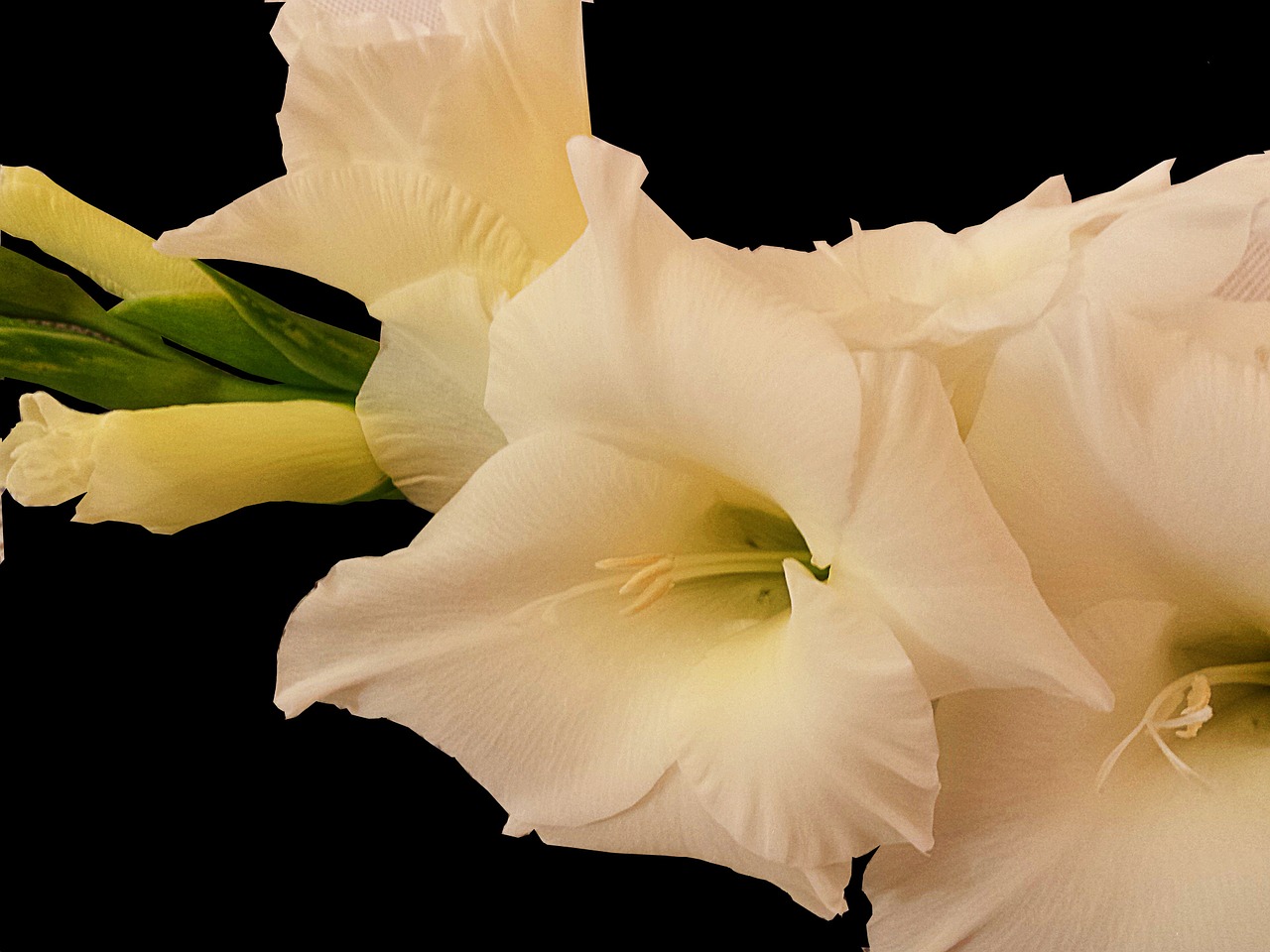 gladiolus white summer free photo