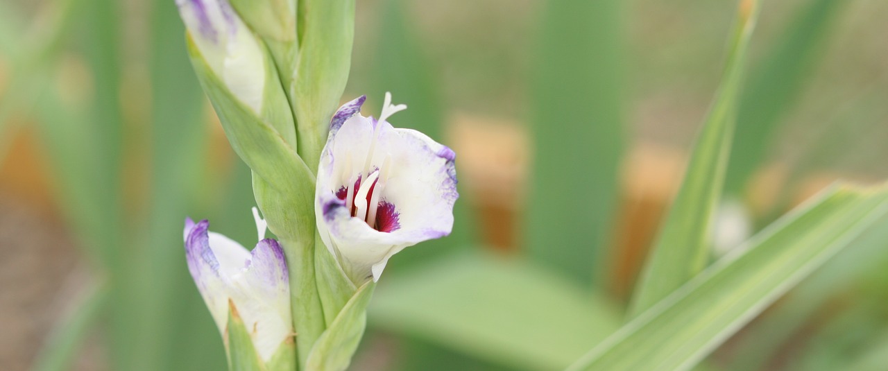 gladiolus flower nature free photo