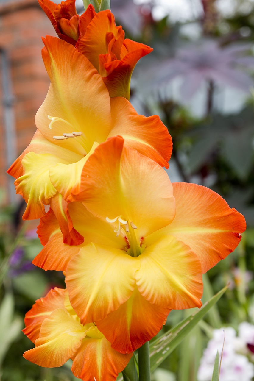 gladiolus flower floral free photo