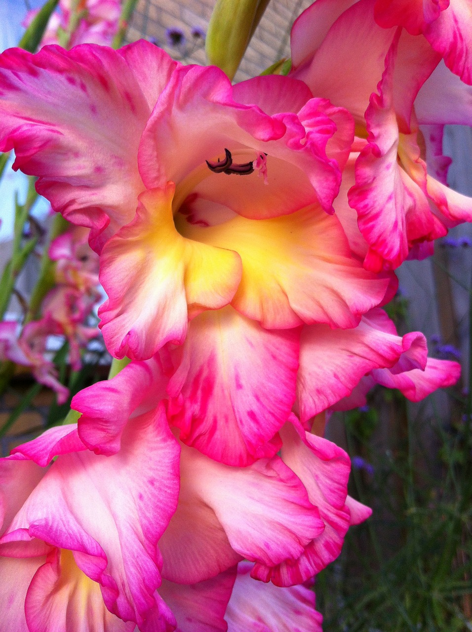 gladiolus root vegetable garden plant free photo