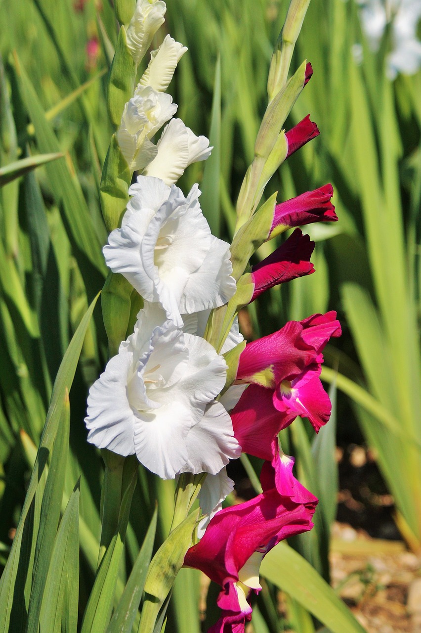 gladiolus gladidus butterfly greenhouse free photo