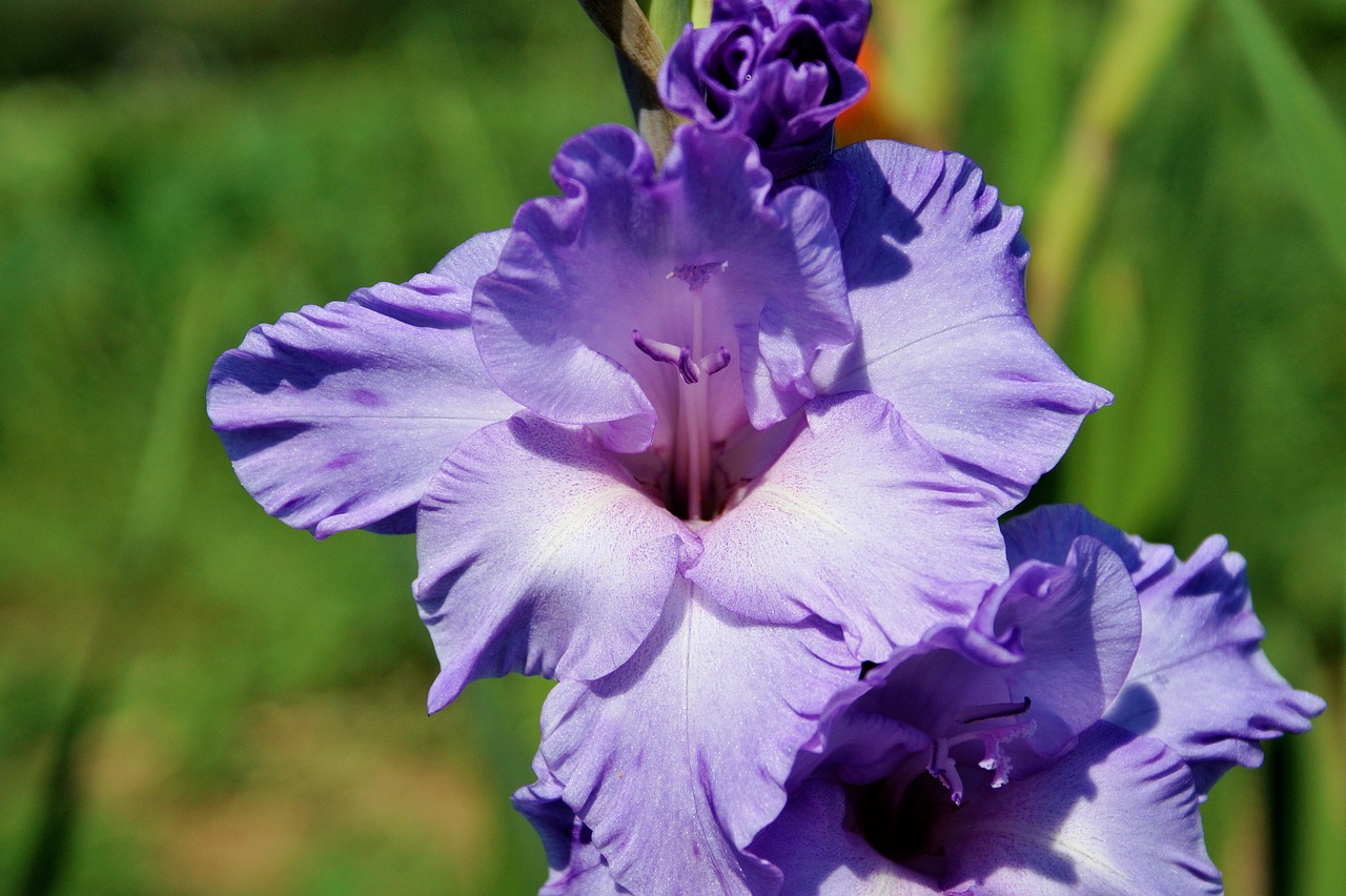 gladiolus gladidus butterfly greenhouse free photo