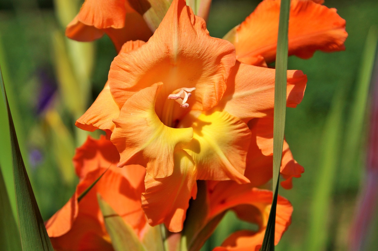 gladiolus gladidus butterfly greenhouse free photo