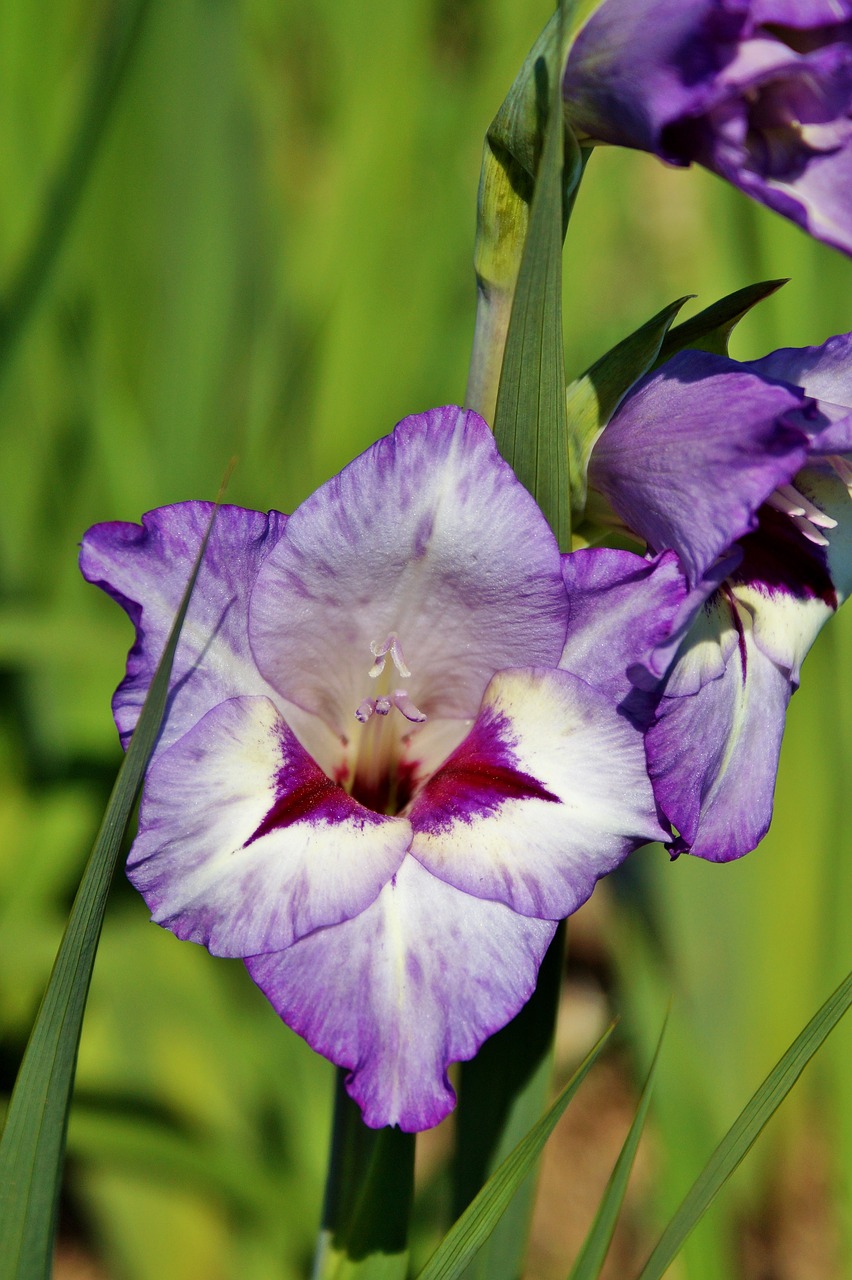 gladiolus gladidus butterfly greenhouse free photo