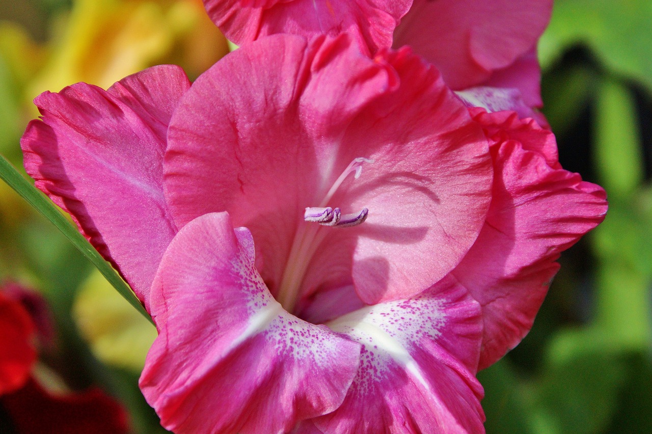 gladiolus gladidus butterfly greenhouse free photo