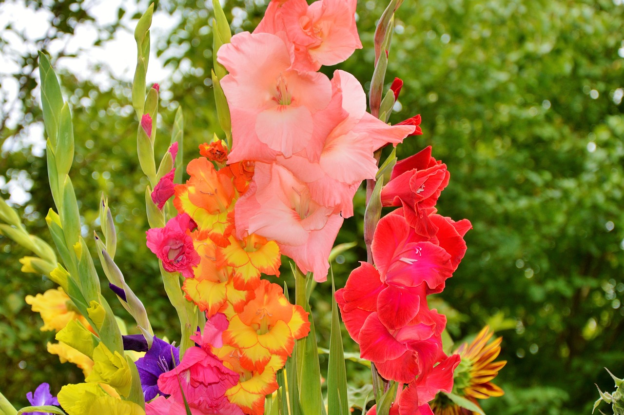 gladiolus gladidus butterfly greenhouse free photo