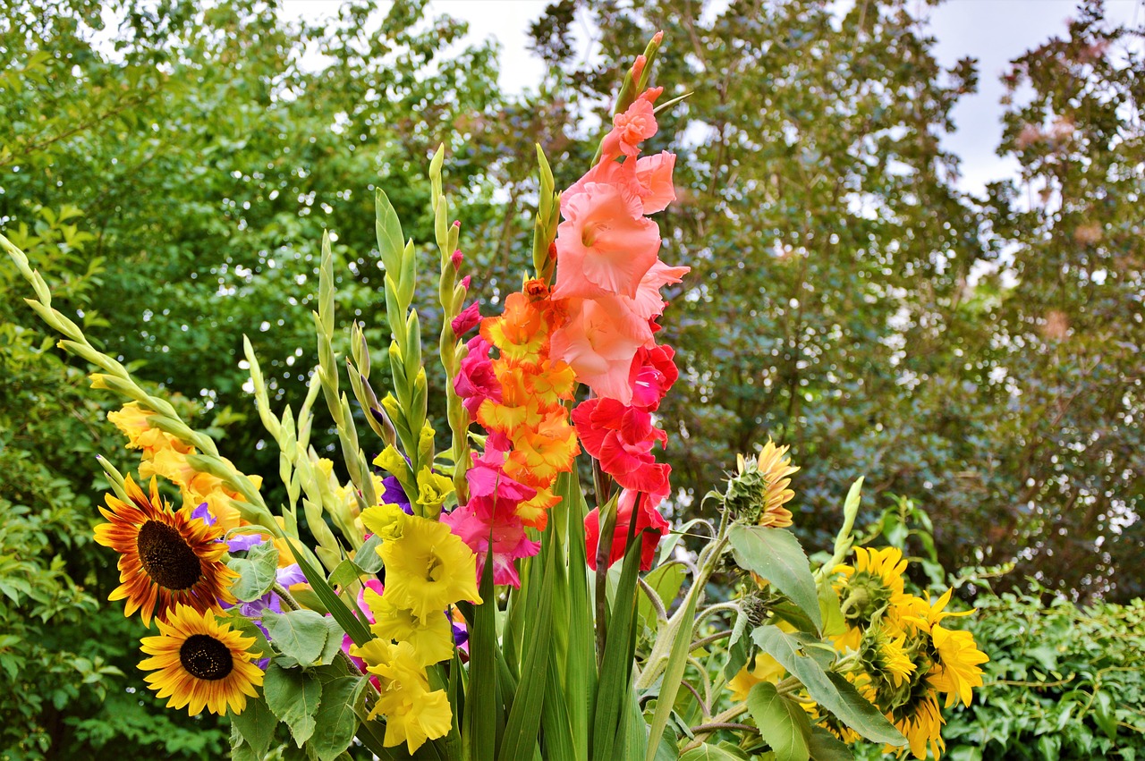 gladiolus gladidus butterfly greenhouse free photo