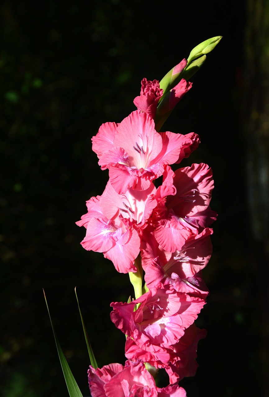 gladiolus gladidus butterfly greenhouse free photo