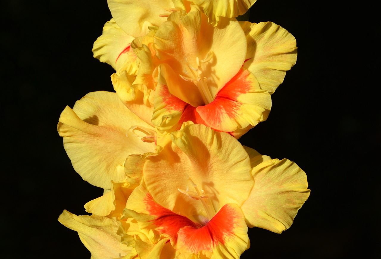 gladiolus gladidus butterfly greenhouse free photo