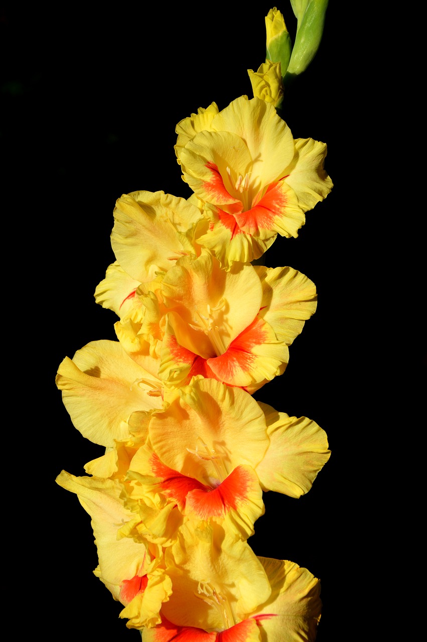 gladiolus gladidus butterfly greenhouse free photo