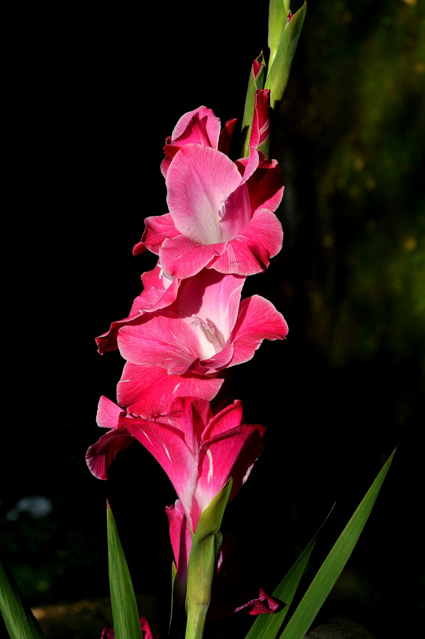 gladiolus gladidus butterfly greenhouse free photo