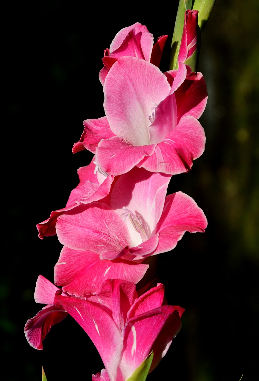 gladiolus gladidus butterfly greenhouse free photo