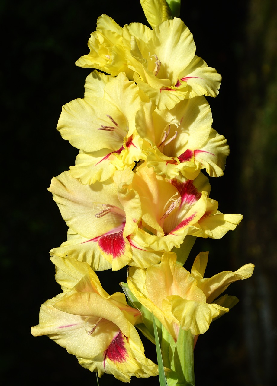 gladiolus gladidus butterfly greenhouse free photo