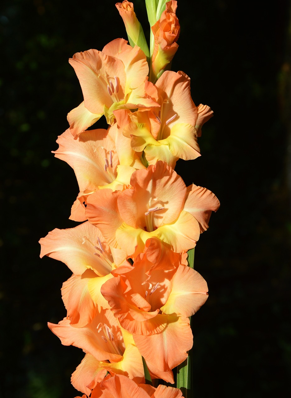 gladiolus gladidus butterfly greenhouse free photo