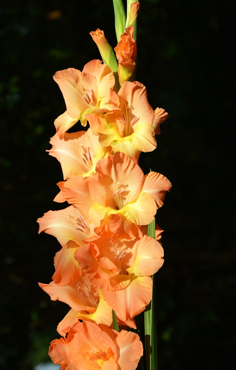 gladiolus gladidus butterfly greenhouse free photo