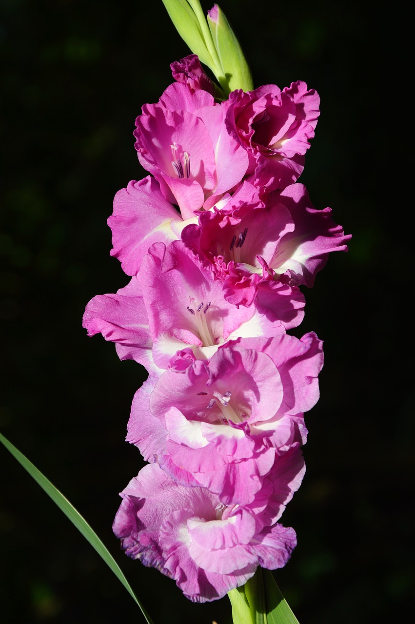 gladiolus gladidus butterfly greenhouse free photo