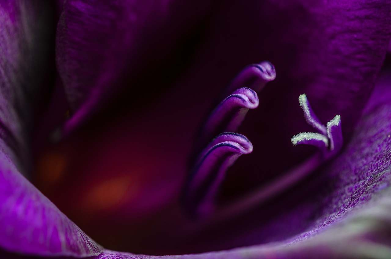 gladiolus viloet petal free photo