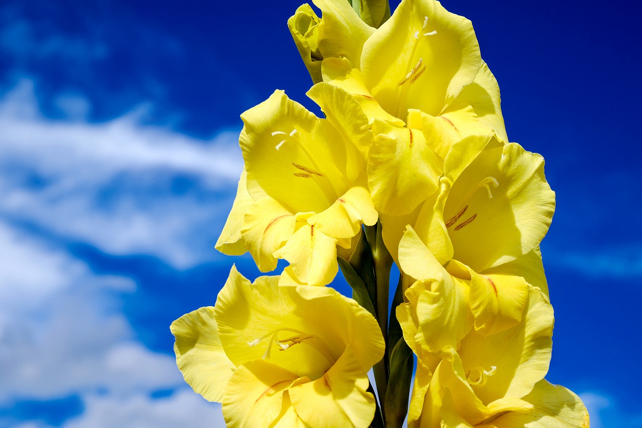 gladiolus flower blossom free photo