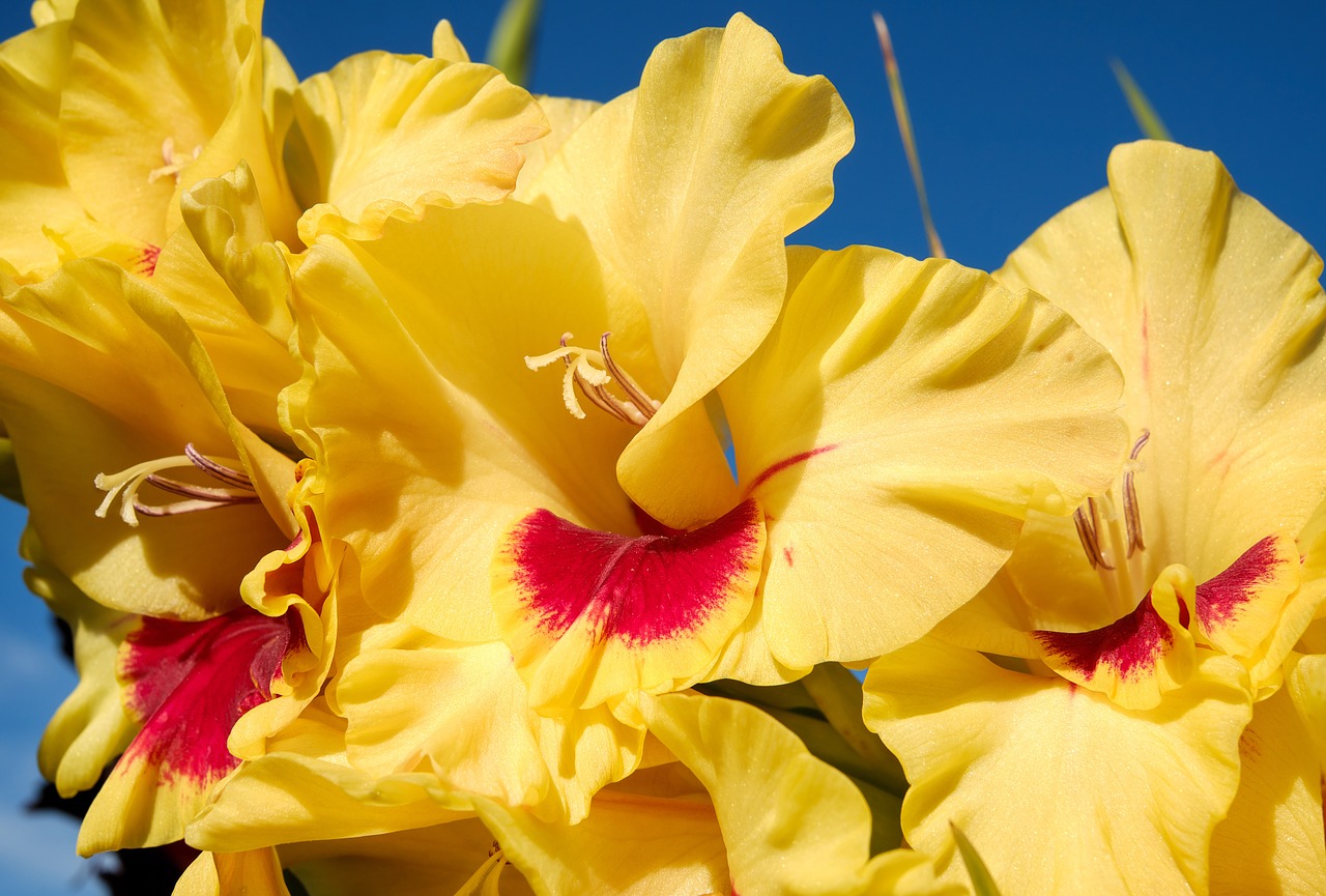 gladiolus flower blossom free photo