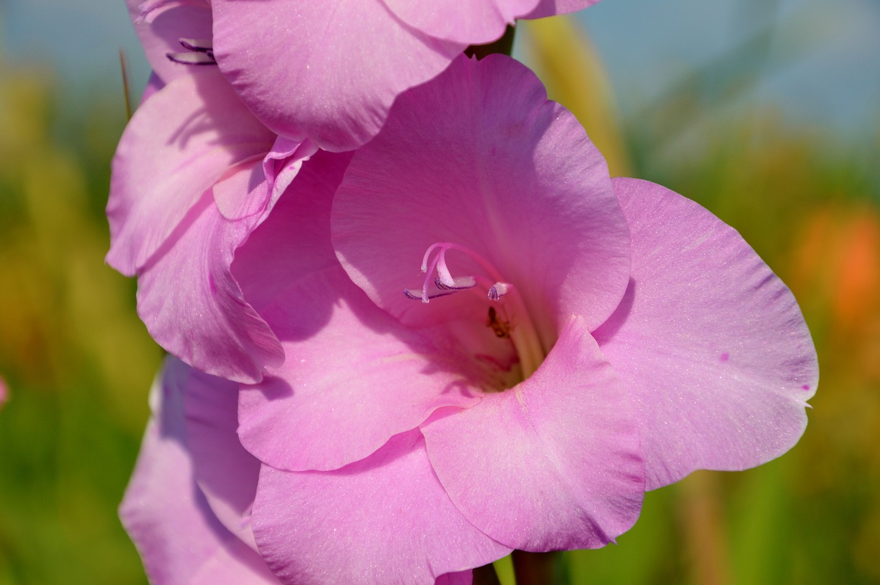 gladiolus gladidus butterfly greenhouse free photo