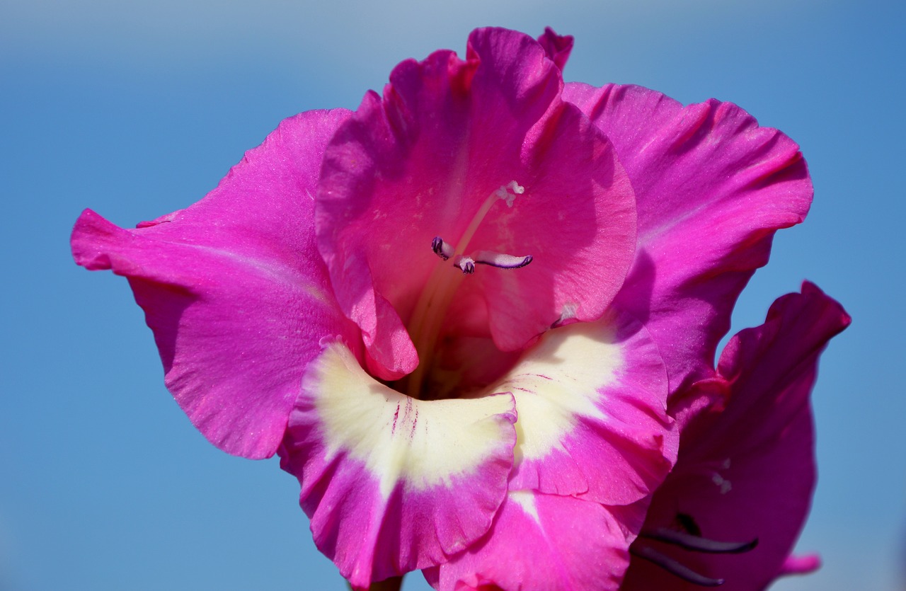 gladiolus gladidus butterfly greenhouse free photo