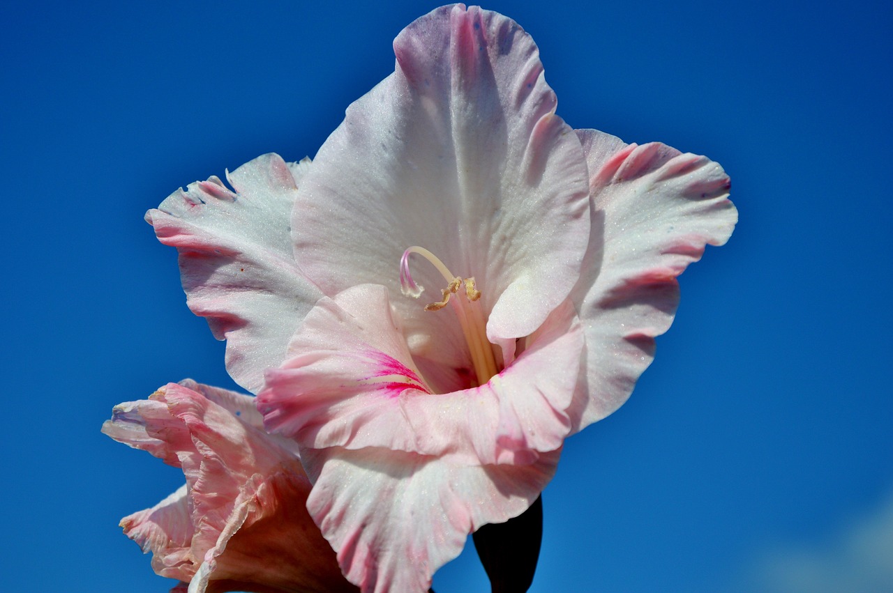 gladiolus gladidus butterfly greenhouse free photo