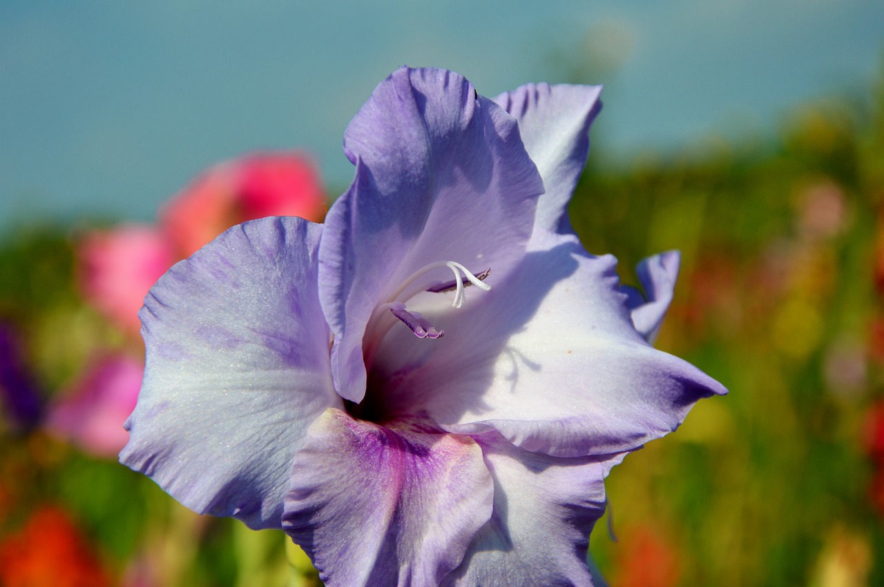 gladiolus gladidus butterfly greenhouse free photo