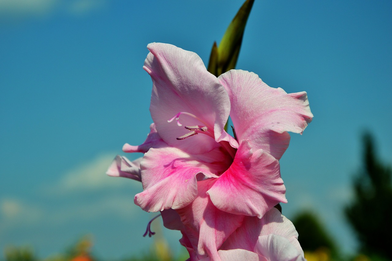 gladiolus gladidus butterfly greenhouse free photo