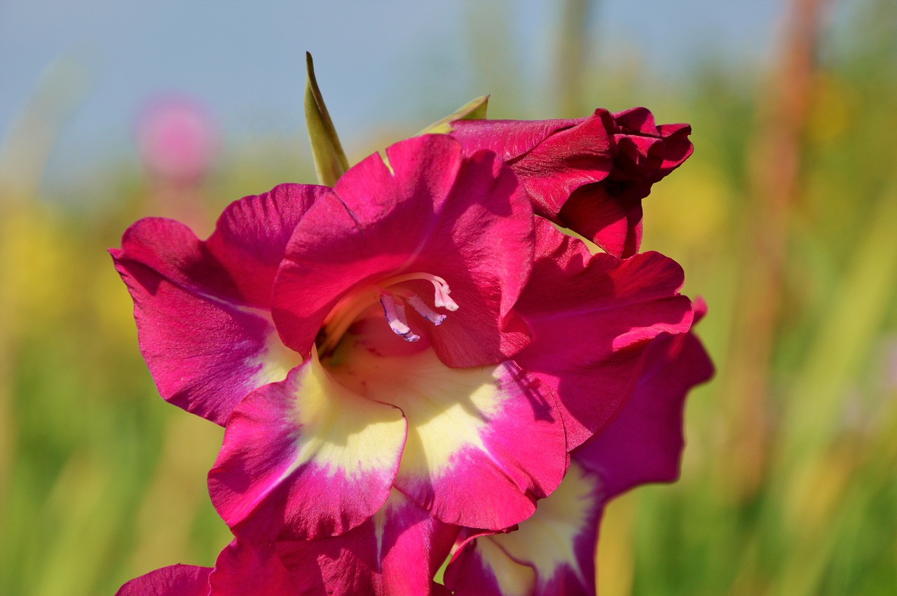 gladiolus gladidus butterfly greenhouse free photo