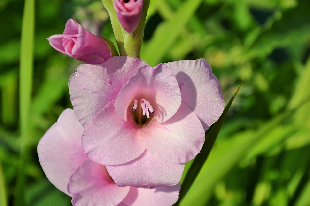 gladiolus gladidus butterfly greenhouse free photo