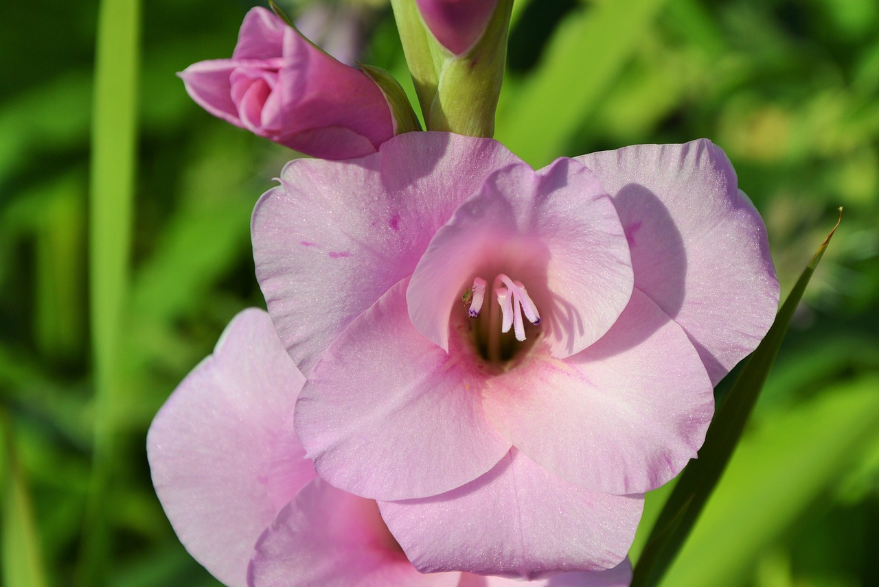 gladiolus gladidus butterfly greenhouse free photo