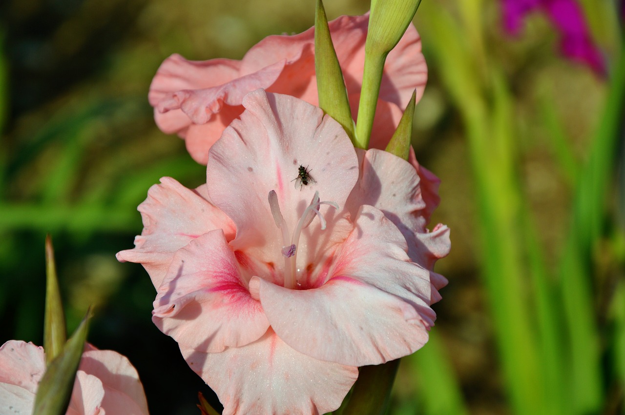 gladiolus gladidus butterfly greenhouse free photo