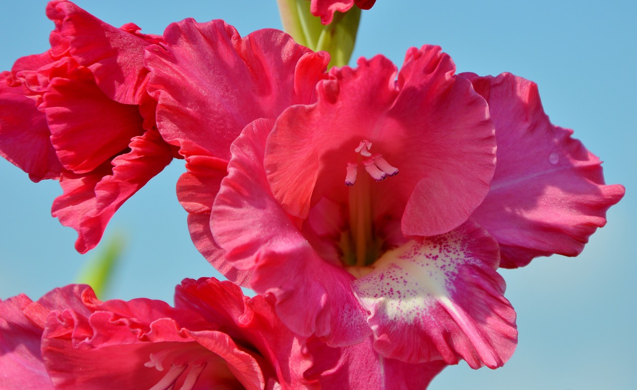 gladiolus gladidus butterfly greenhouse free photo