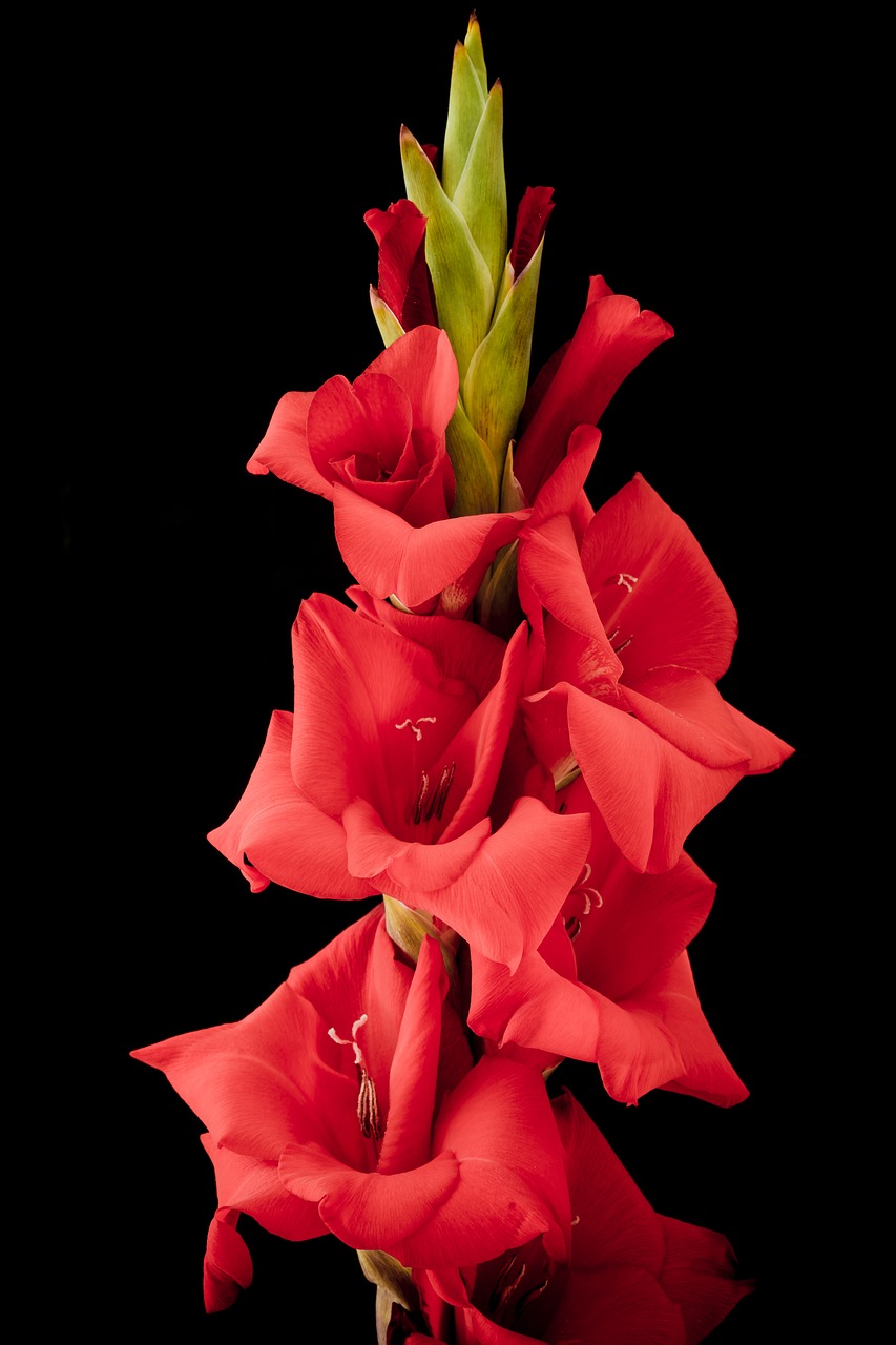 gladiolus flower blossom free photo