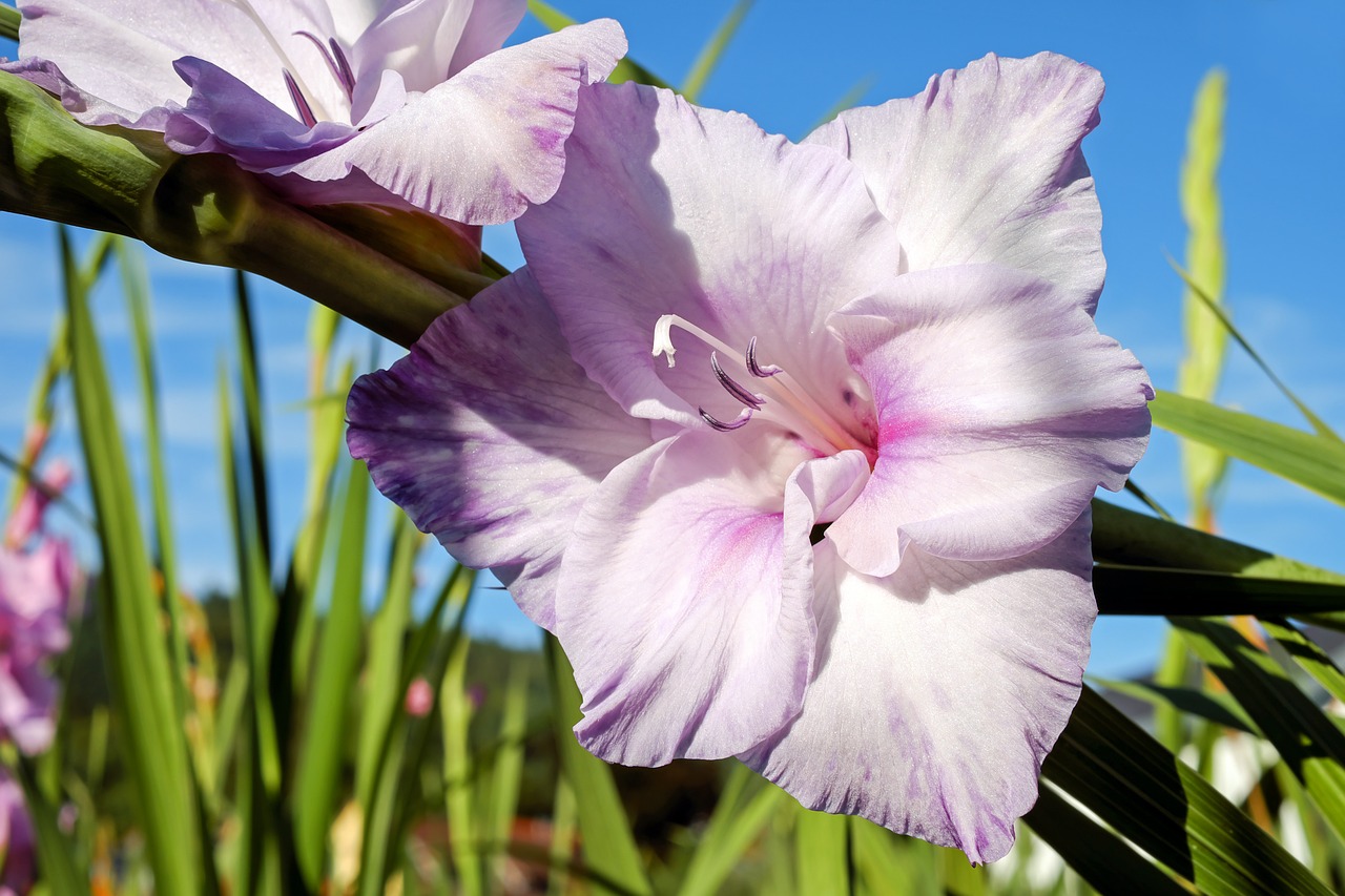 gladiolus flower blossom free photo