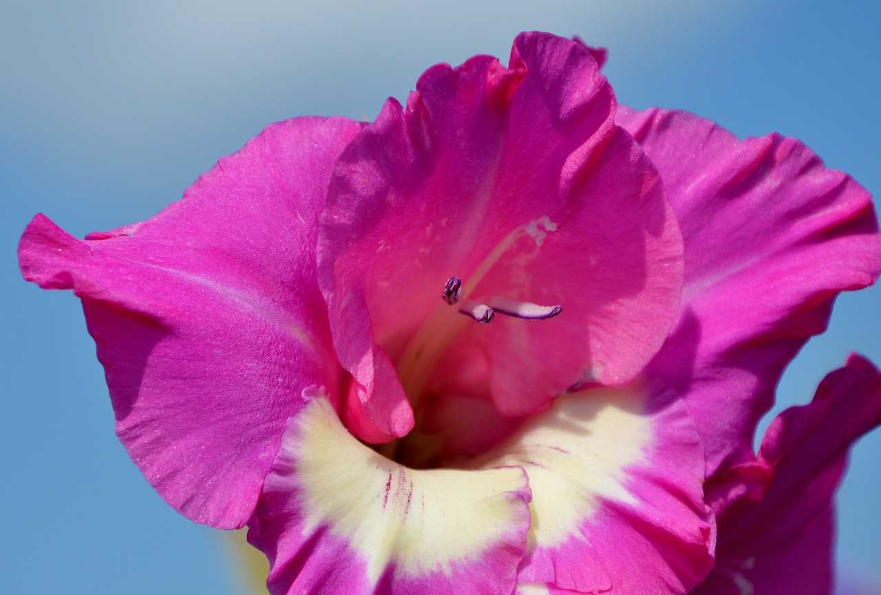 gladiolus gladidus butterfly greenhouse free photo