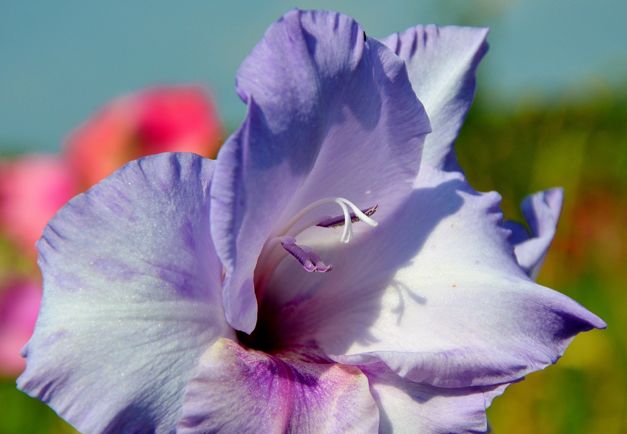 gladiolus gladidus butterfly greenhouse free photo