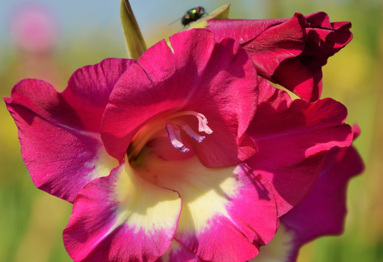 gladiolus gladidus butterfly greenhouse free photo