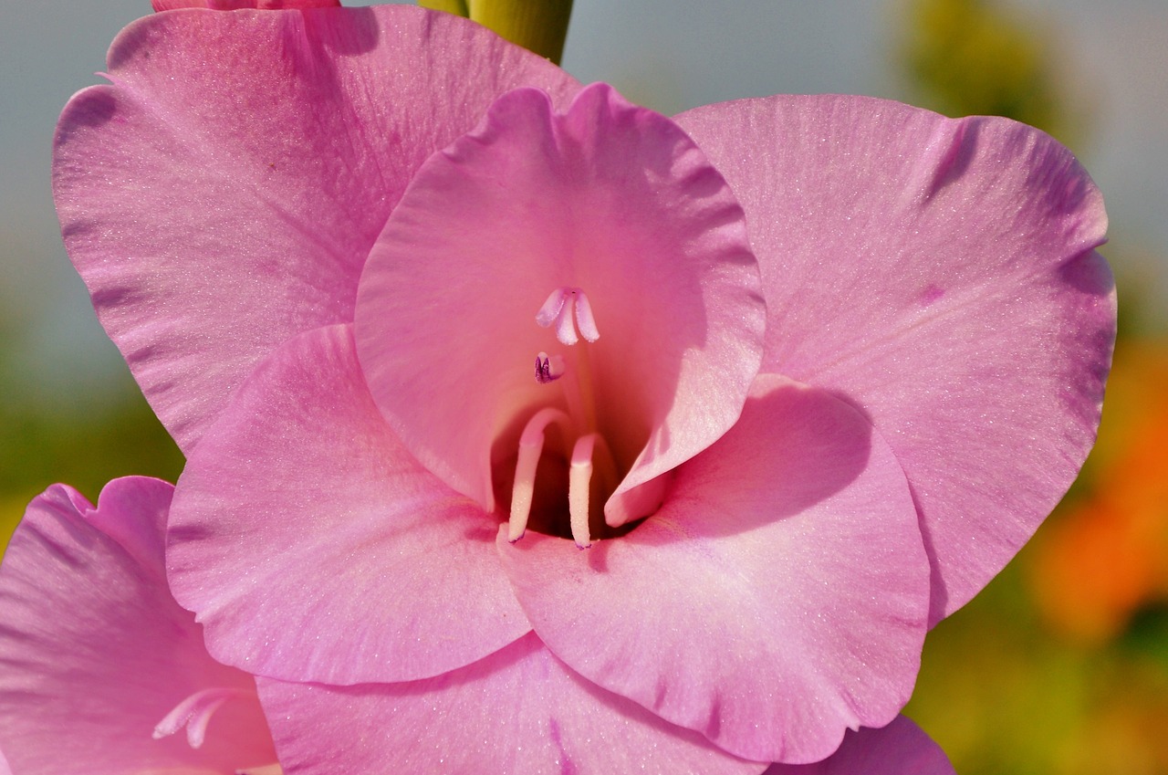 gladiolus gladidus butterfly greenhouse free photo