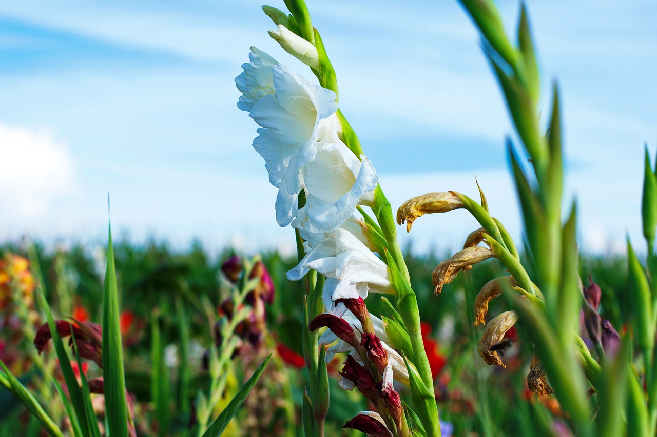 gladiolus flowers summer flower free photo