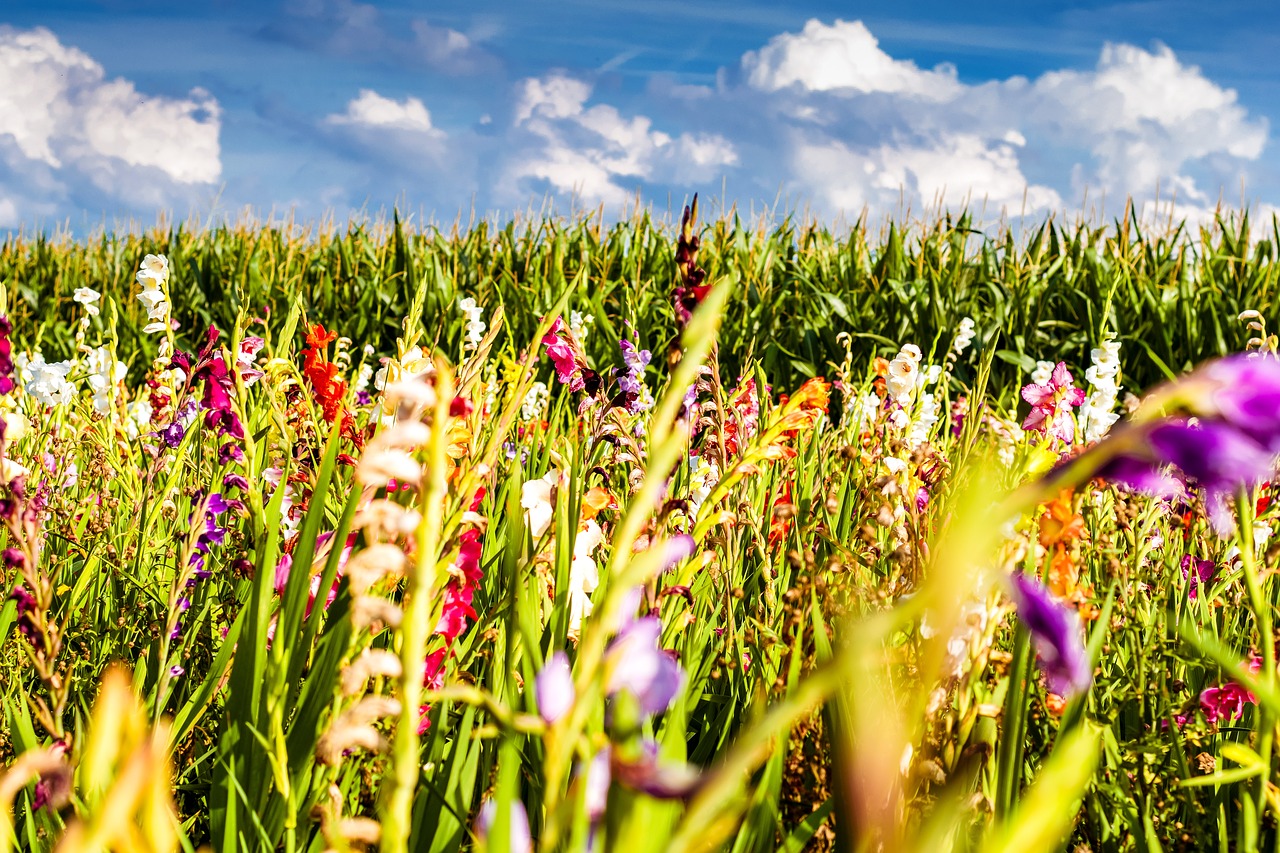 gladiolus flowers field of flowers free photo