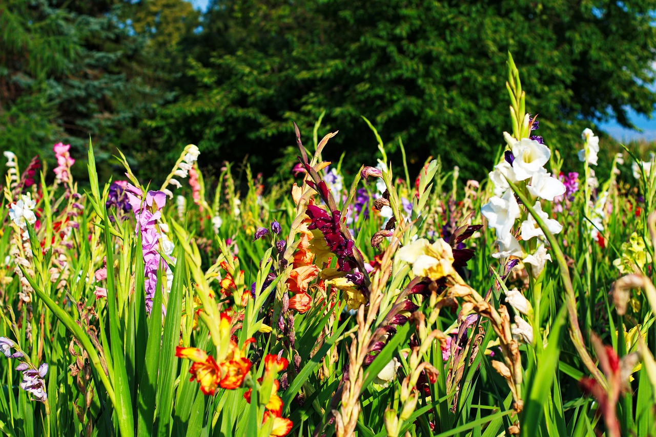 gladiolus flowers field of flowers free photo