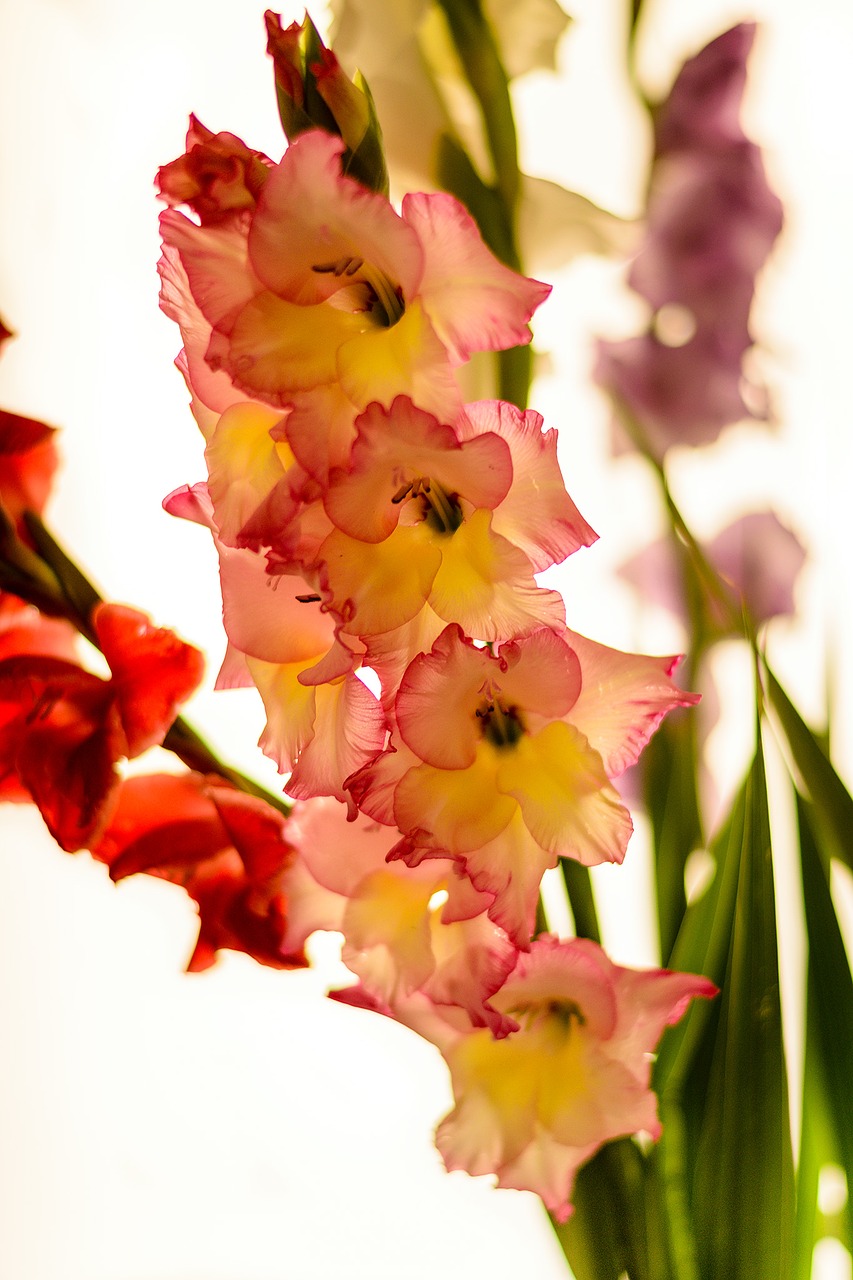 gladiolus flowers exemption free photo