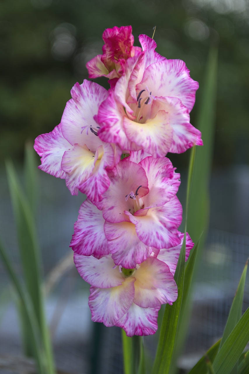 gladiolus flower pink free photo