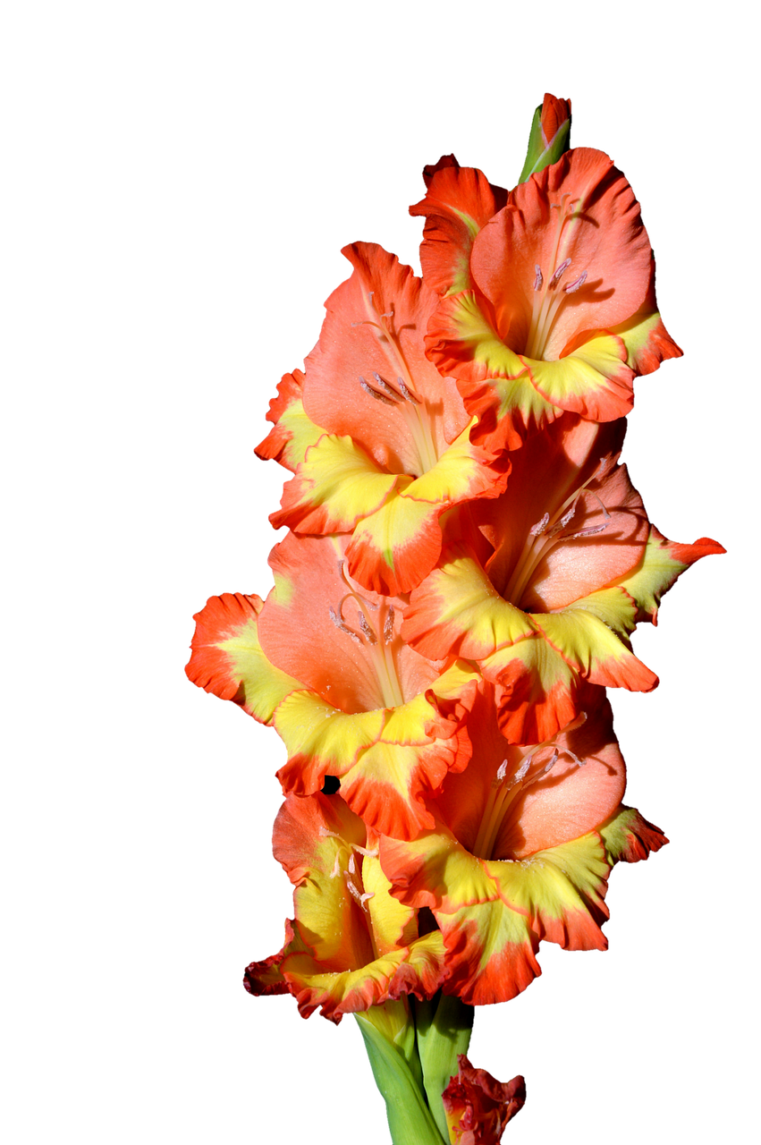 gladiolus gladidus butterfly greenhouse free photo