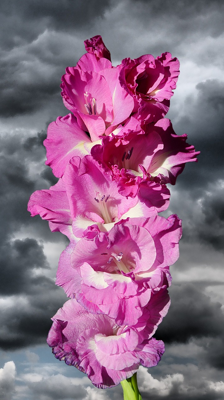 gladiolus gladidus butterfly greenhouse free photo